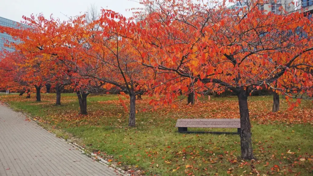 Rudens parkas su suoliuku ir ryškiai oranžiniais medžiais Vilniuje, spalio mėnesį.