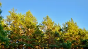 Miškas ir šaltibarščiai: Lietuvos projektai – tarptautiniame finale