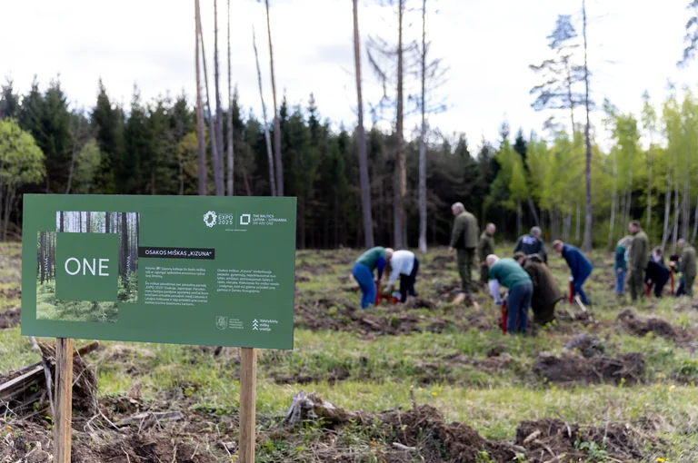 Miškas ir šaltibarščiai: Lietuvos projektai – tarptautiniame finale